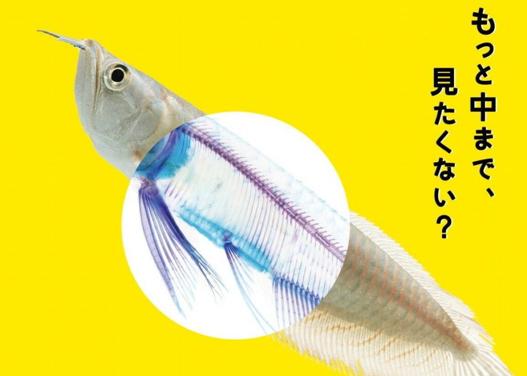 サンシャイン水族館にて、“透明な生き物”が主役の特別展「スケ・ボーン展～meets カメの甲羅はあばら骨～」