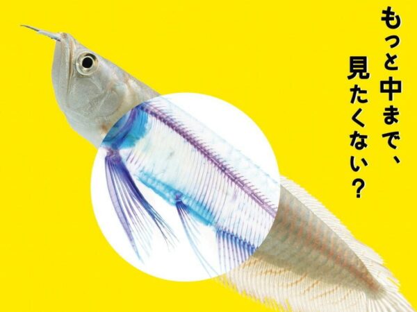 サンシャイン水族館にて、“透明な生き物”が主役の特別展「スケ・ボーン展～meets カメの甲羅はあばら骨～」