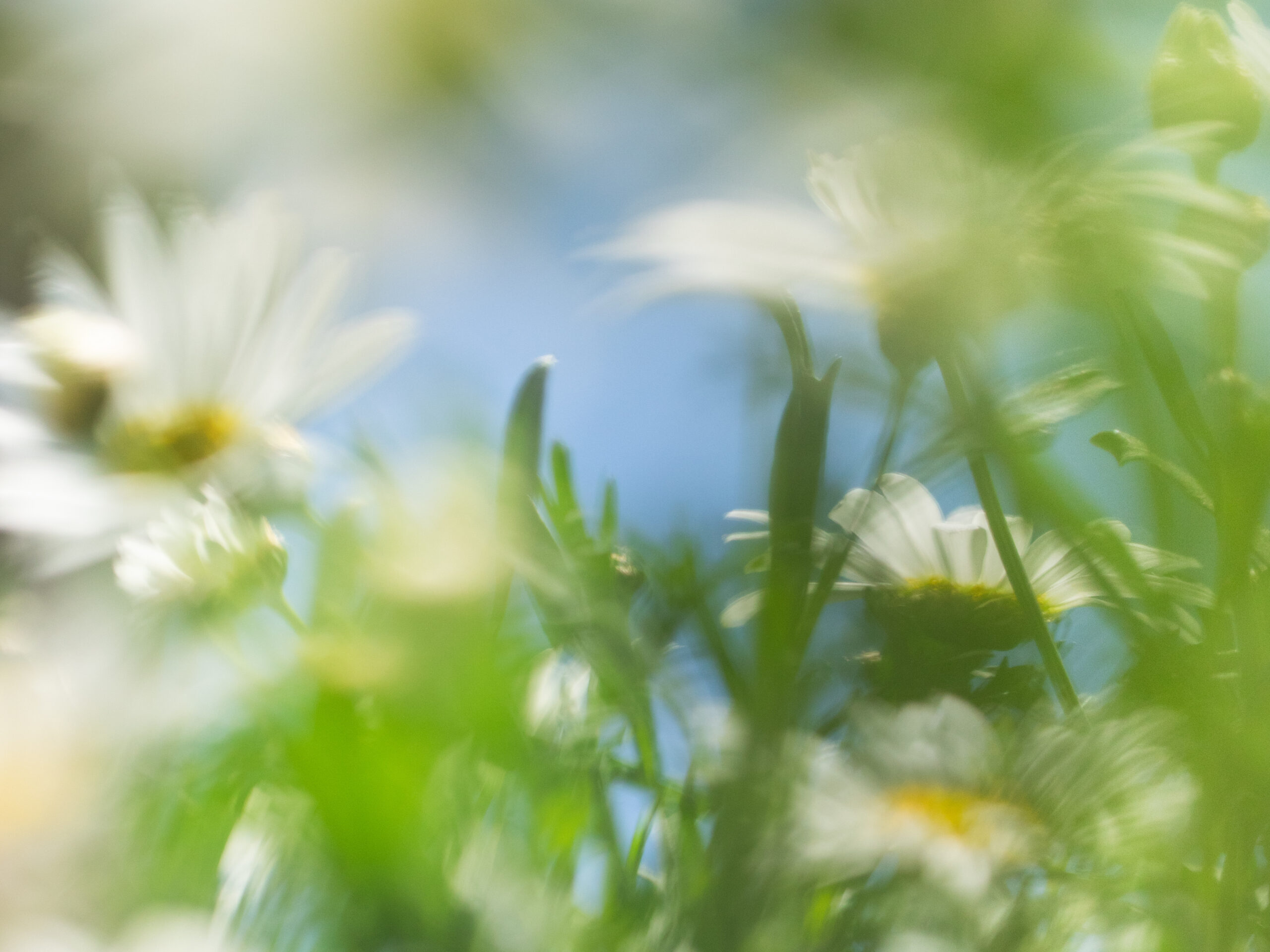 SHIROから、限定フレグランスシリーズ「ホワイトマーガレット」が発売！